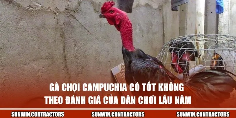 Gà Chọi Campuchia Có Tốt Không - Giải Mã Sức Mạnh Chiến Kê 2 Gà chọi Campuchia có tốt không theo đánh giá của dân chơi lâu năm